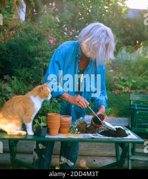 donna che pianta erbe aromatiche in giardino con un piccolo aiuto del suo gatto Foto Stock