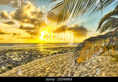 Bel tramonto sul mare con una vista a palme sulla spiaggia bianca su un isola caraibica di Barbados Foto Stock