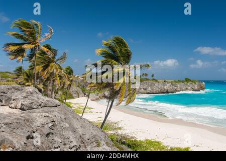 Alloggiamento inferiore è una delle più belle spiagge dell'isola caraibica di Barbados. Si tratta di un paradiso tropicale con palme appesa sopra il mare turchese un Foto Stock