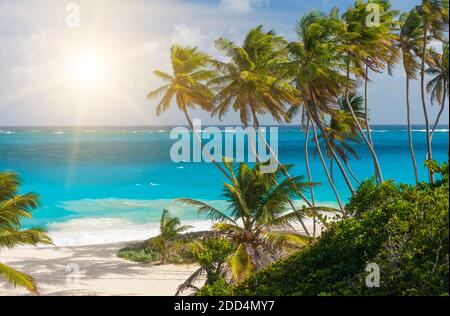 Alloggiamento inferiore è una delle più belle spiagge dell'isola caraibica di Barbados. Si tratta di un paradiso tropicale con palme appesa sopra il mare turchese un Foto Stock