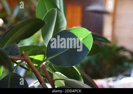 primo piano di una pianta di ficus elastica verde (albero di gomma) contro pareti di legno, stile minimalista. Simulato in su la foto interna semplice stile urbano della giungla Foto Stock