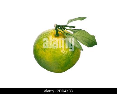 Verde mandarino isolato su sfondo bianco. Perfetto tangerino verde maturo fresco o arancio re con foglie isolate su bianco con tracciato di ritaglio. Foto Stock