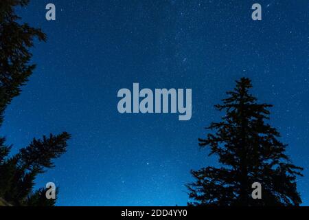 Cielo stellato estate notte con alberi di pino in primo piano. Foto Stock