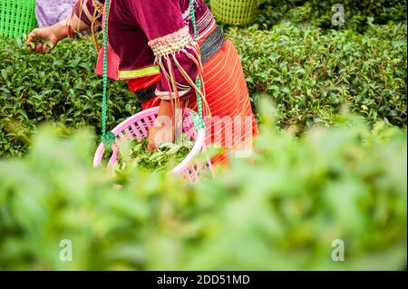 Un gruppo di donne della tribù Karen in abiti tradizionali che strappano le foglie di tè fresco nel giardino del tè oolong vicino alla Thailandia e al confine con il Myanmar. Messa a fuoco selettiva. Foto Stock
