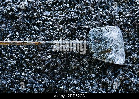 Chicchi di caffè tradizionali arrostiti su una vecchia teglia in acciaio con pinna metallica, prodotti locali nel sud della Thailandia. Disposizione piatta. Vista dall'alto. Foto Stock