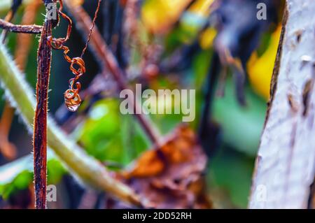 Una goccia d'acqua pende precariosamente da un tendicolo di una vite morta. Foto Stock