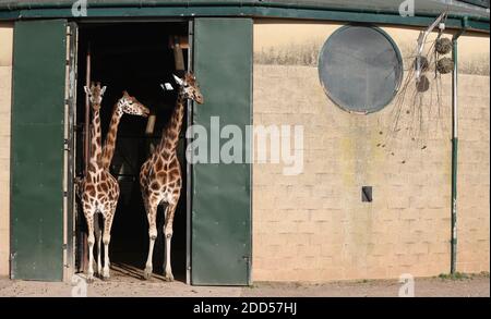 Le giraffe di Rothschild vengono lasciate fuori dalla casa della giraffa durante il loro tempo di alimentazione al Marwell Zoo, Hampshire, dove giorno per giorno il lavoro di gestione dello zoo continua senza visitatori, mentre l'Inghilterra è in un blocco nazionale di quattro settimane per frenare la diffusione del coronavirus. Foto Stock