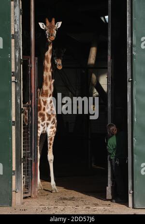 Le giraffe di Rothschild vengono lasciate fuori dalla casa della giraffa durante il loro tempo di alimentazione al Marwell Zoo, Hampshire, dove giorno per giorno il lavoro di gestione dello zoo continua senza visitatori, mentre l'Inghilterra è in un blocco nazionale di quattro settimane per frenare la diffusione del coronavirus. Foto Stock