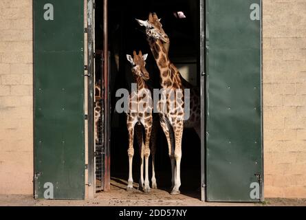 Le giraffe di Rothschild vengono lasciate fuori dalla casa della giraffa durante il loro tempo di alimentazione al Marwell Zoo, Hampshire, dove giorno per giorno il lavoro di gestione dello zoo continua senza visitatori, mentre l'Inghilterra è in un blocco nazionale di quattro settimane per frenare la diffusione del coronavirus. Foto Stock