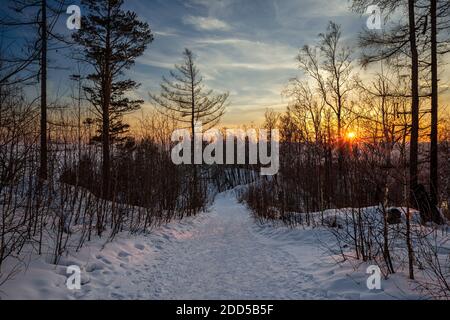 Albero di neve nella foresta invernale. Passeggiata nella foresta invernale al tramonto. Percorso nel bosco. Paesaggio invernale russo. Albero di Natale nella neve. Sentieri nella foresta Foto Stock