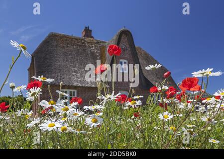 Geografia / viaggio, Germania, Schleswig-Holstein, Sylt, Friesenhaus con prato di fiori a Keitum, diritti aggiuntivi-clearance-Info-non-disponibile Foto Stock