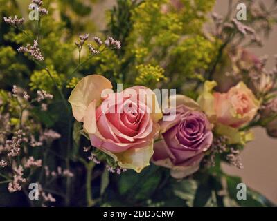 China Roses. Viola e rosa crepuscolo. Romantico, nuziale, Rose cespugli, petali, Foto Stock