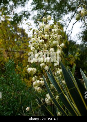 Pianta coltivata giardino popolare. Yucca gloriosa, Yucche, Yucche fiore, Palm Lily, Spagna Dagger. Spazi aperti, dune di sabbia, giardini. Foto Stock