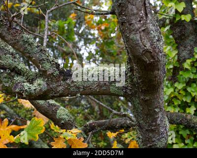 Alberi autunnali coperti a Lichen. Foglie verdi, gialle e dorate. Parchi e boschi che si abbacchiano nella contea di Deva Foto Stock