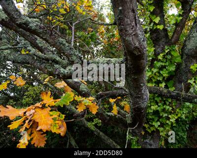 Alberi autunnali coperti a Lichen. Foglie verdi, gialle e dorate. Parchi e boschi che si abbacchiano nella contea di Deva Foto Stock