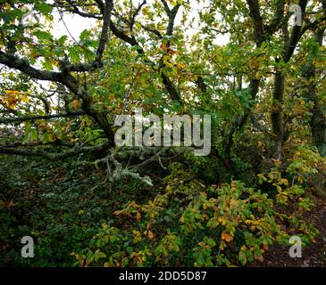 Alberi autunnali coperti a Lichen. Foglie verdi, gialle e dorate. Parchi e boschi che si abbacchiano nella contea di Deva Foto Stock