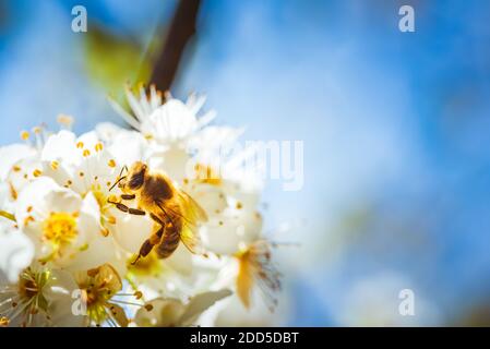 Closeup di un miele ape che raccoglie nettare e diffondere polline su fiori bianchi su ciliegio. Foto Stock