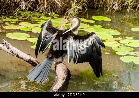 Fuoco selettivo, Anhinga uccello o Snakebird seduto sul ramo dell'albero, Australia Foto Stock