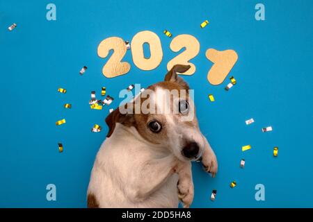 Ritratto di un cane di Boston Terrier in un cappello di Santa rosso di nuovo anno sullo sfondo dei numeri 2021 nello Studio. Creativo. Il concetto di Natale Foto Stock