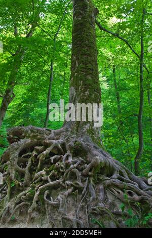 Geografia / viaggio, Germania, Baden-Wuerttemberg, Bad Urach, montagne sveve, diritti aggiuntivi-clearance-Info-non-disponibile Foto Stock