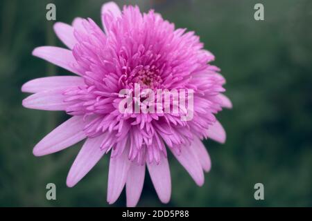Estremo primo piano di vibrante rosa Cina fiore d'assalto con lussureggiante petali in piena fioritura che crescono nel giardino contro un sfondo verde Foto Stock