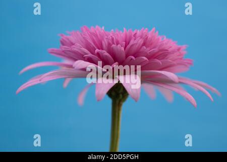 Primo piano di un vivace fiore rosa di assalto cinese con petali aperti isolato su uno sfondo blu chiaro e visto dal basso Foto Stock