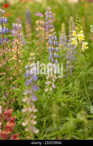 Un'immagine a fuoco selettivo di un fiore dai colori vivaci e sfocare lo sfondo Foto Stock