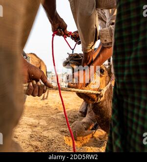 i camaleatori che fanno piercing al naso del loro cammello. Foto Stock