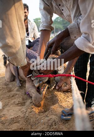 i camaleatori che fanno piercing al naso del loro cammello. Foto Stock