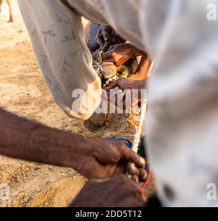 i camaleatori che fanno piercing al naso del loro cammello. Foto Stock