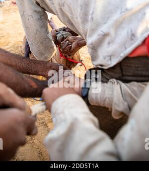 i camaleatori che fanno piercing al naso del loro cammello. Foto Stock