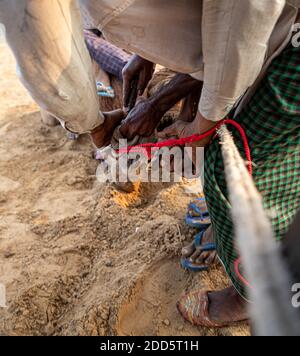 i camaleatori che fanno piercing di rumore del loro cammello. Foto Stock