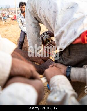 i camaleatori che fanno piercing al naso del loro cammello. Foto Stock