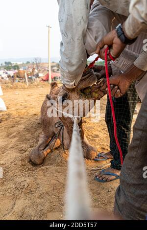 i camaleatori che fanno piercing al naso del loro cammello. Foto Stock