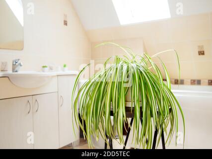 Chlorophytum comosum, chiamata pianta di ragno o pianta di aeroplano che cresce in vaso bianco in bagno bianco luminoso. Grande impianto di purificazione dell'aria. Foto Stock