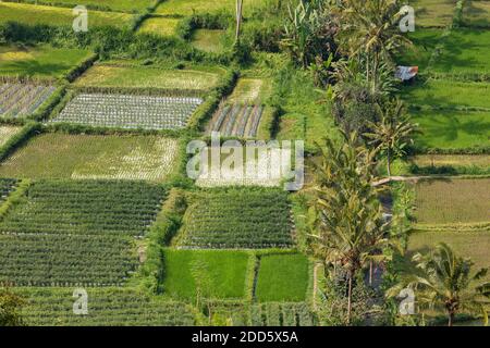 Coltivare campi, e risaie, vicino al villaggio di Besakih nella parte orientale dell'isola di Bali, Indonesia. Foto Stock