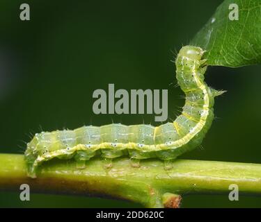 dun-bar Moth caterpillar (Cosmia trapezina) che si alimenta su quercia. Tipperary, Irlanda Foto Stock