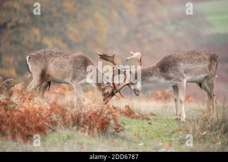 Allaccia il cervo in autunno Foto Stock