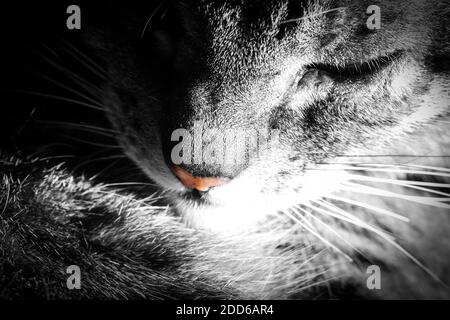 Primo piano sull'immagine marrone tabby femminile testa gatto dormiente, monocromatica con colore selezionato Foto Stock