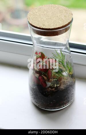 Piante in bottiglia di vetro chiusa. Vaso di terrario piccolo ecosistema. L'umidità  si condensa all'interno del vetro. Il processo di fotosintesi. Goccioline  Foto stock - Alamy