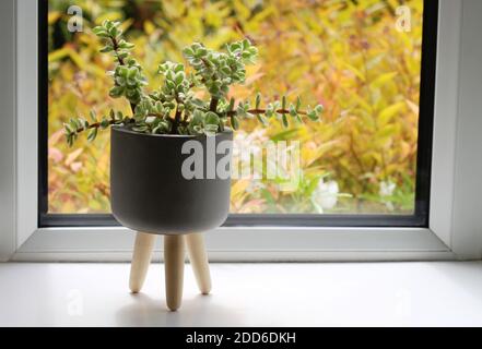 Popolare succulente Portulacaria afra 'variegata' - conosciuto anche come Elefante Bush - prospera su un soleggiato davanzale Foto Stock