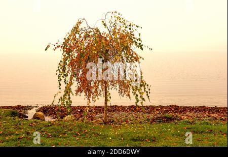 La piccola betulla si trova in una posizione privilegiata direttamente su Dieksee, Malente, Germania. Foto Stock