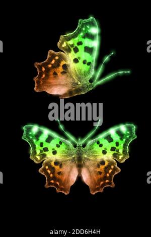 Incandescente farfalla colorata isolati su sfondo nero Foto Stock