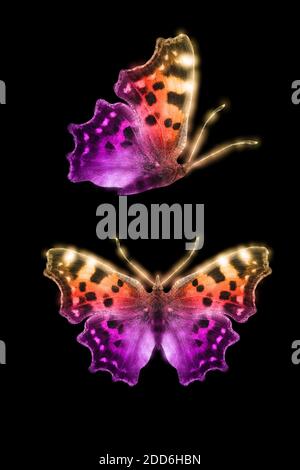 Incandescente farfalla colorata isolati su sfondo nero Foto Stock