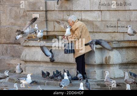 Porto, Portogallo - una donna anziana che alimenta piccioni e gabbiani di fronte alla fontana della città Foto Stock