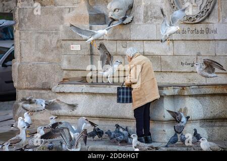 Porto, Portogallo - una donna anziana che alimenta piccioni e gabbiani di fronte alla fontana della città Foto Stock