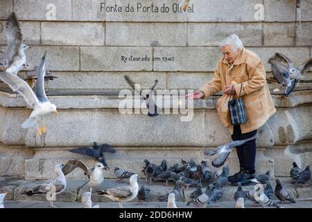 Porto, Portogallo - una donna anziana che alimenta piccioni e gabbiani di fronte alla fontana della città Foto Stock