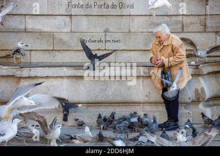 Porto, Portogallo - una donna anziana che alimenta piccioni e gabbiani di fronte alla fontana della città Foto Stock