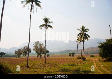 Paesaggio Foto di terreni agricoli e palme vicino Kanchanaburi, Thailandia, Sud-est asiatico Foto Stock