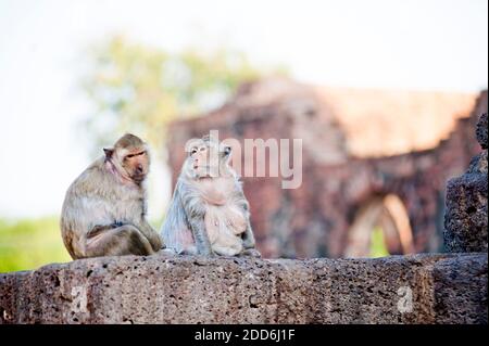 Coppia di scimmie al tempio buddista Phra Prang Sam Yot, Lopburi, Thailandia, Sud-est asiatico Foto Stock